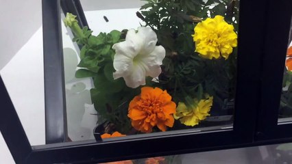 Diy Mini Greenhouse For Under $10! - Dollar Store Gardening