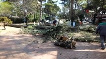 Burhaniye'de fırtına asırlık sedir ağacını kökünden söktü