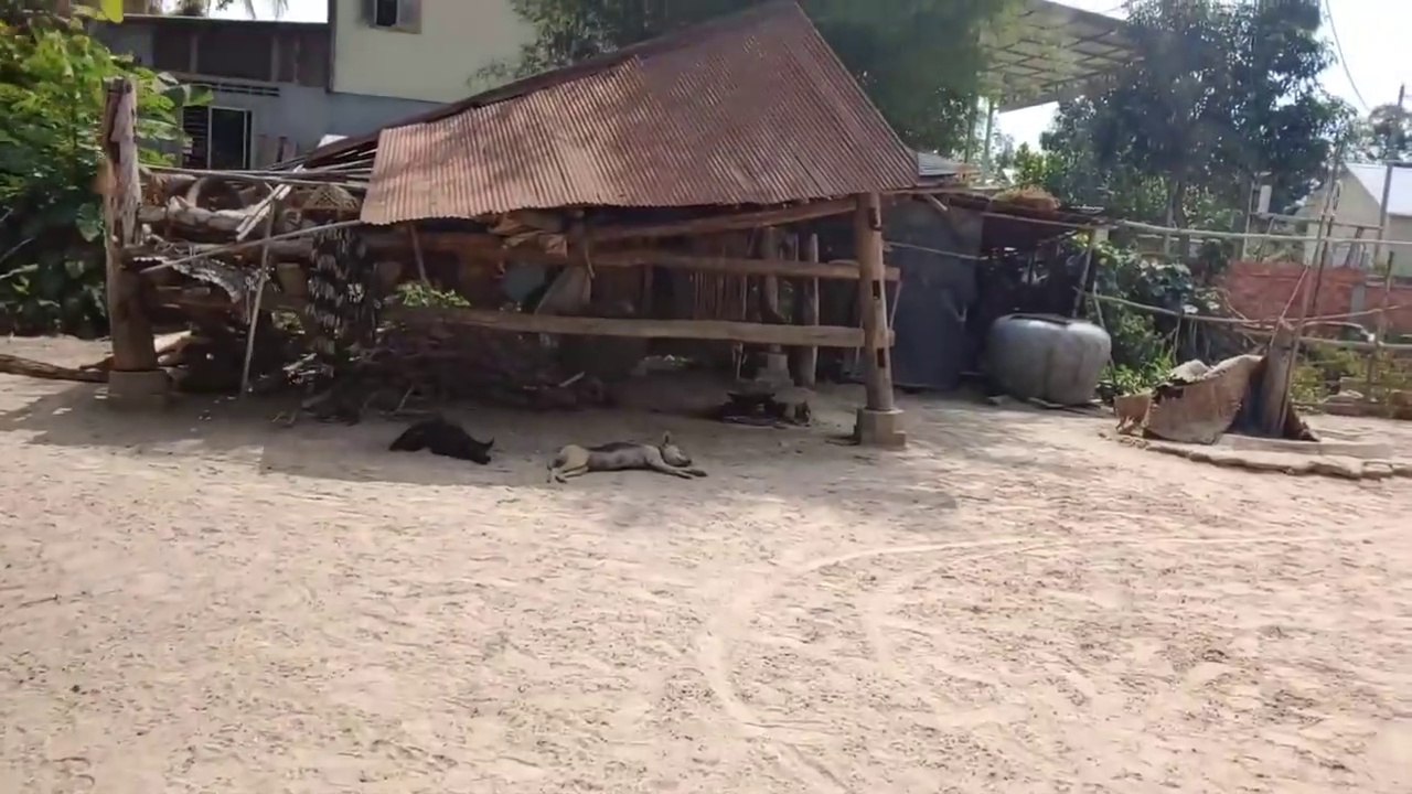 Wow Nice!!! Fake Tiger Prank Dog Run So Funny Video Pranks 2021