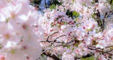 [Photo of Sakura] Online cherry-blossom viewing(OHANAMI) To the song of 