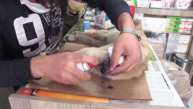 KAHRAMANMARAŞ - Kuyruğu kesilmiş halde bulunan köpek yavrusu tedavi edilecek