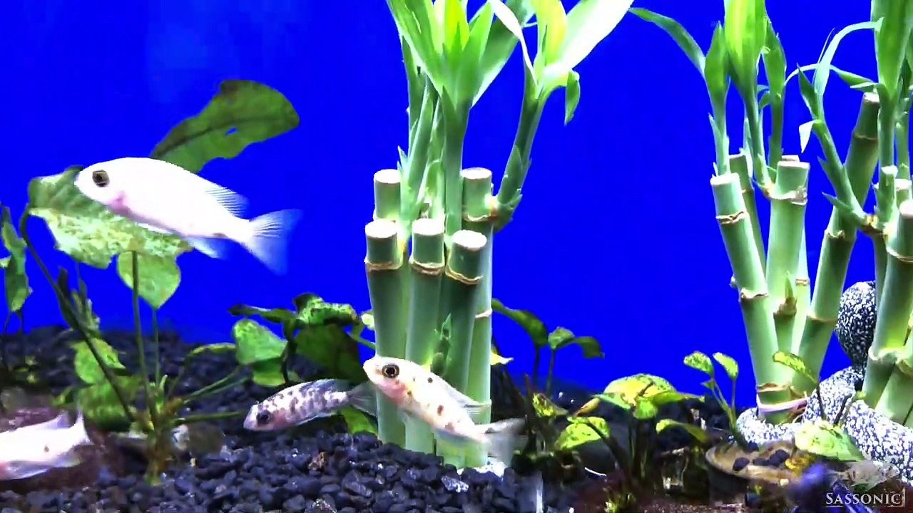 Lucky Bamboo Aquarium Experiment Part 2 video Dailymotion
