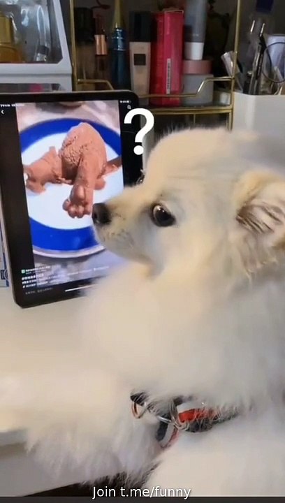 my dog fun