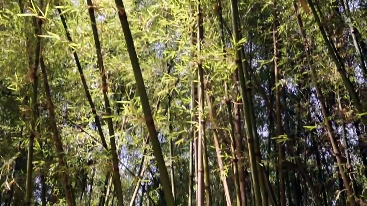 Amazing Woven Bamboo House -Traditional Green Building