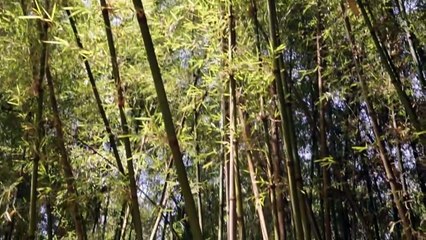 Amazing Woven Bamboo House -Traditional Green Building