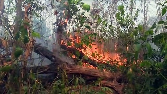 La pérdida de bosques tropicales se incrementó en 2020 en el mundo, con Brasil a la cabeza