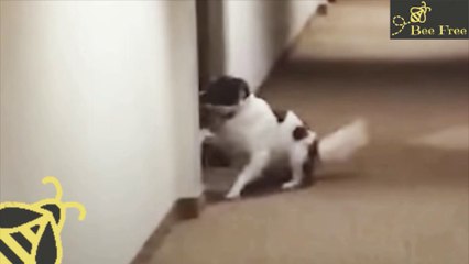 Dog Knocks On Best Friend's Door To See If She's Home