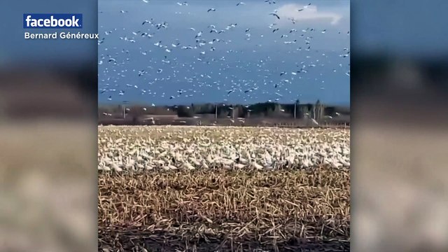 Retour des oies blanches