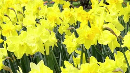 Daffodils and Turkey Time!