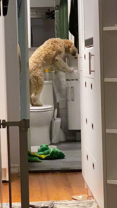 Ce chien avait soif, il a donc été boire