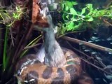 Un anaconda filmé en pleine chasse sous l'eau... terrifiant
