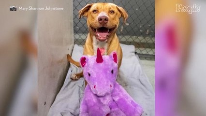 A Dog Who Kept Sneaking into a Dollar General for a Unicorn Toy Gets His Plush and a New Start