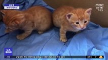 [이슈톡] 새끼 물고 병원 온 어미 고양이
