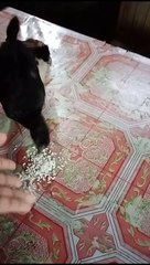 PATUKA MUNA NG MANOK