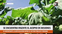 Está vigente el acopio de tabaco en la provincia de Misiones