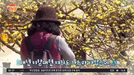 7080년대에는 어떻게 '벚꽃 놀이' 즐겼을까? 라떼는 말이야~