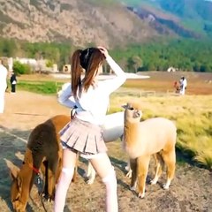 what is dancing with pets like,