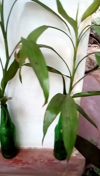 my small garden