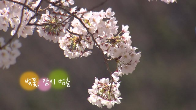 [영상] 벚꽃, 잠시 멈춤 / YTN
