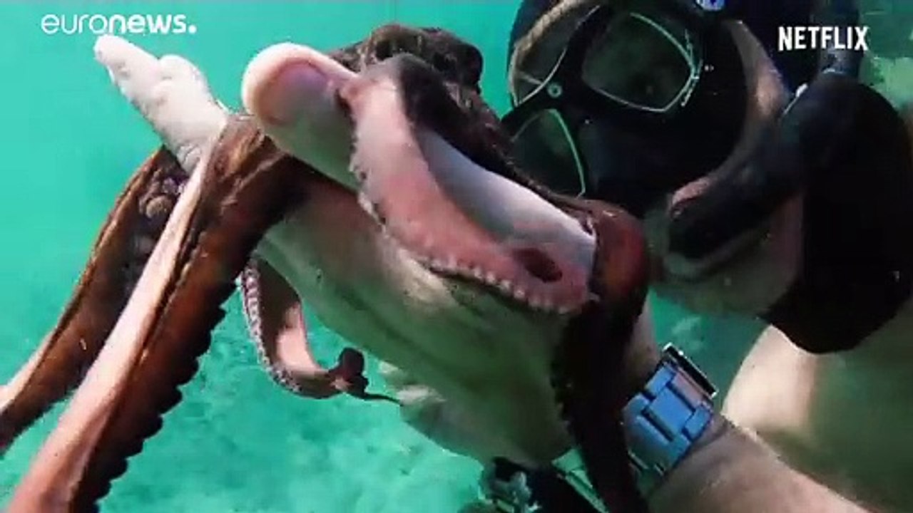 Oktopus für Oscar nominiert: 'Mein Lehrer, der Krake'