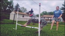 Dog Fails To Cross Hurdle While Doing Agility Jump Training