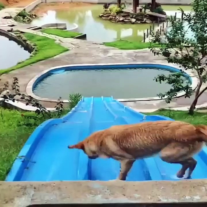 Animals funny videos