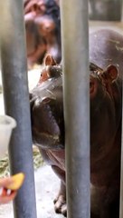 It's Snacktime For A Baby Hippo! Feed Me More! 