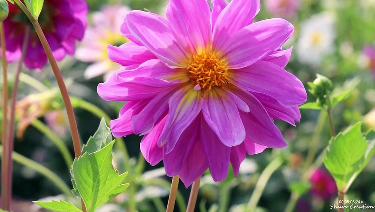 colorful flowers