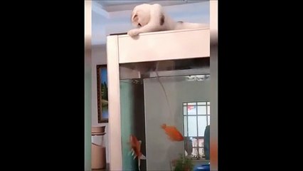 Funny animals||laugh out loud||2021