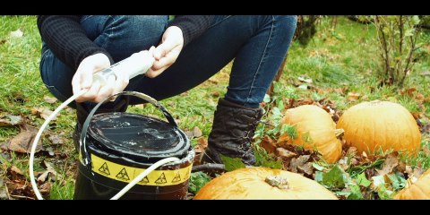 Pumpkins 2019 (1of2)