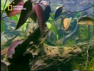 سمكة الأوراق تتخفى في شكل ورقة شجر ميتة