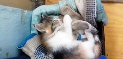 Mommy Cat And Baby Kitten #3