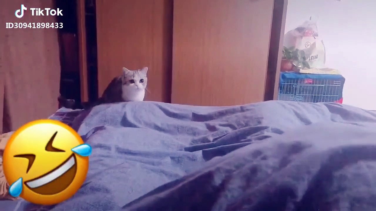 Cat and Dogs Funny Videos Compilation 720 x 1280