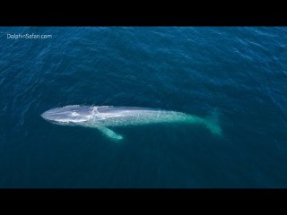 Rare out of season sighting of 70 foot blue whale surprises on the sea | Moon TV News