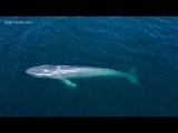 Rare out of season sighting of 70 foot blue whale surprises on the sea | OnTrending News