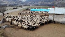 Aylık 5 bin lira maaşla çalıştıracak çoban bulamıyorlar