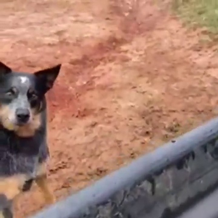 Dog digs path for flowing water