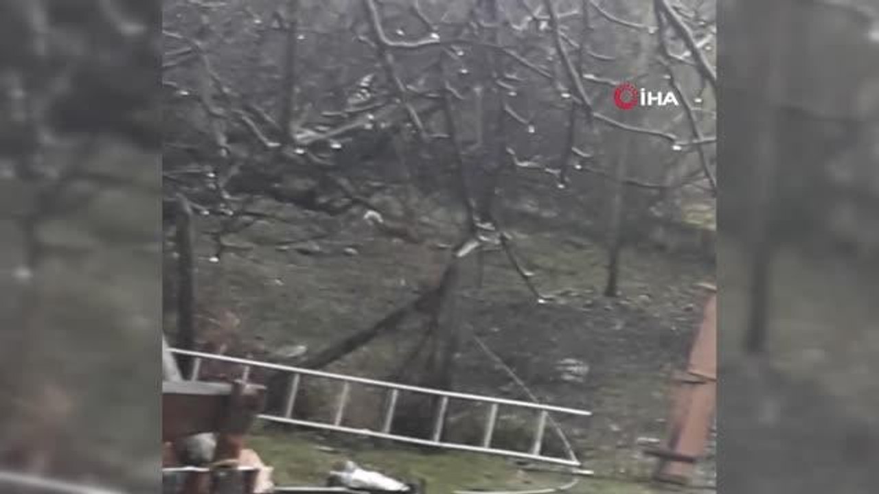 Yiyecek aramaya gelen tilkinin başına gelmeyen kalmadı