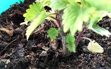 Green Pot for this Baby Plant