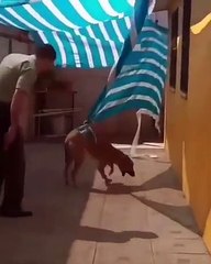 Brandaya takılan köpek kendisini kurtaran polise böyle tepki verdi