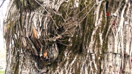 Bin 100 yıllık 'tescilli kestane ağacı' hüzünlü hikayesi ile ilgi çekiyor