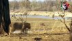 Wild Animal Fights - Buffalo vs Lion Hyena.mp4