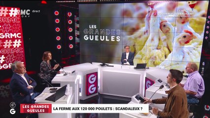 La ferme aux 120 000 poulets : scandaleux ? - 01/04