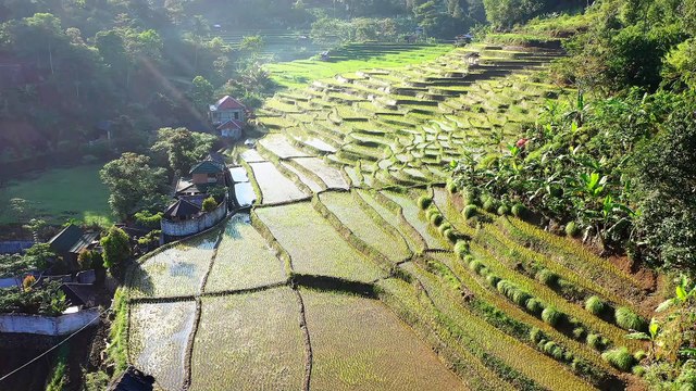 Beautiful Rice Terraces