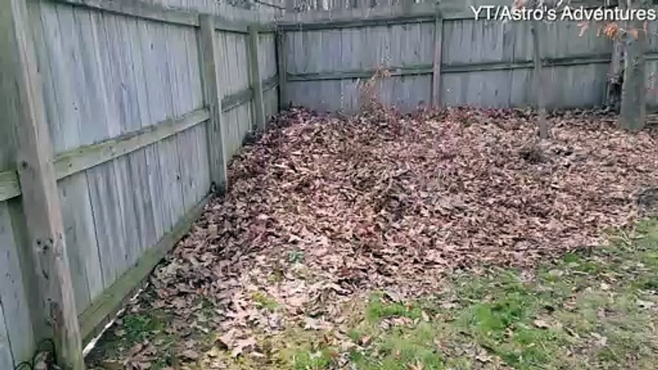Dog Disappears into Leaf Pile Hideaway
