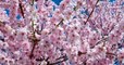 Japon : cette année, la floraison des cerisiers s'est produite plus tôt que d'habitude, en conséquence du réchauffement climatique