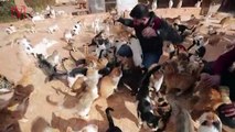 Over 1,000 Abandoned Cats Have Sought Shelter at This Syrian Feline Sanctuary