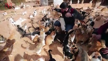 Over 1,000 Abandoned Cats Have Sought Shelter at This Syrian Feline Sanctuary