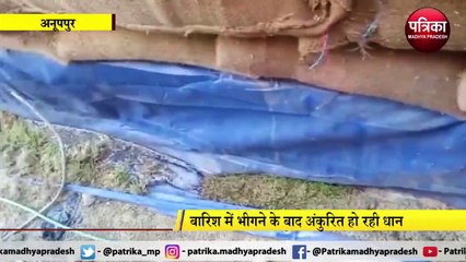 ANUPPUR : लापरवाही- कैंप में रखी बोरियों की धान हुई अंकुरित