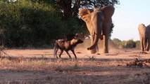 Cães Selvagens Confrontam Elefantes // Batráquio Vira Petisco De Serpente